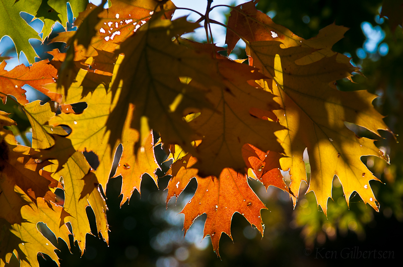 DSC_9115.jpg