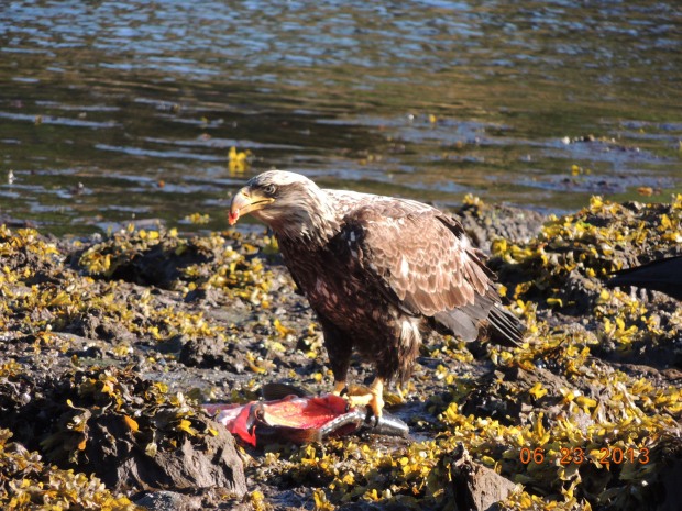 Browneagle3_184.JPG