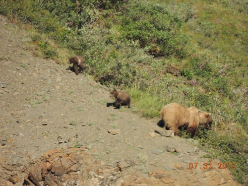 DAbearmomcubs_300.JPG