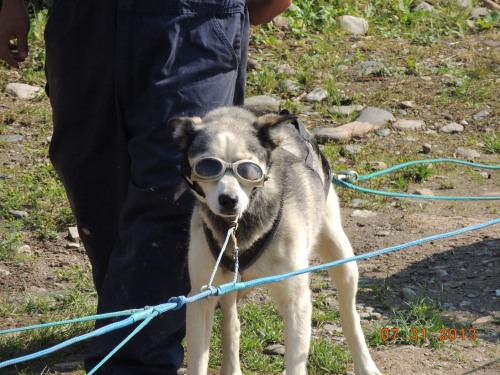 DAsleddog_319.JPG