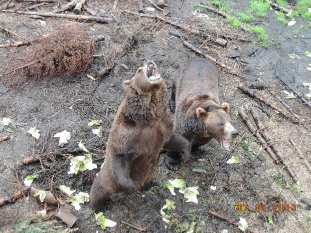 Fortress%20Bear%2010_224.JPG