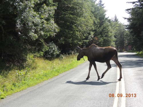 HAmoose3good_368.JPG