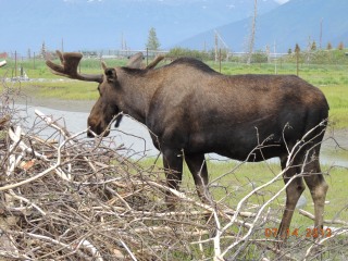 moose3_294.JPG