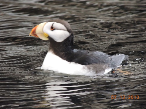 puffin_256.JPG