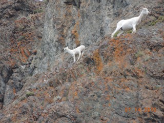sheep2_295.JPG