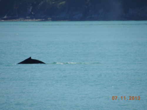 whale2_262.JPG
