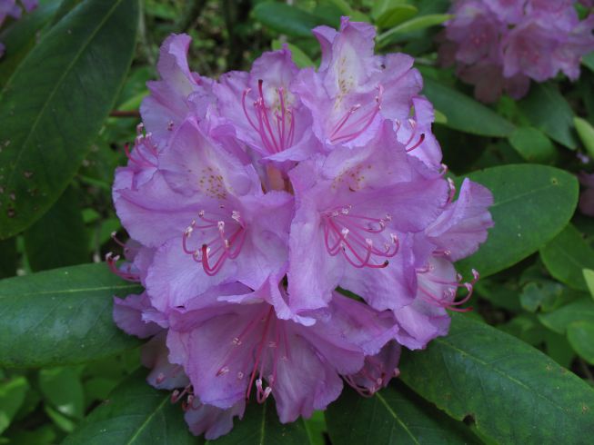2008_06_02_131226__Rhododendron.jpg