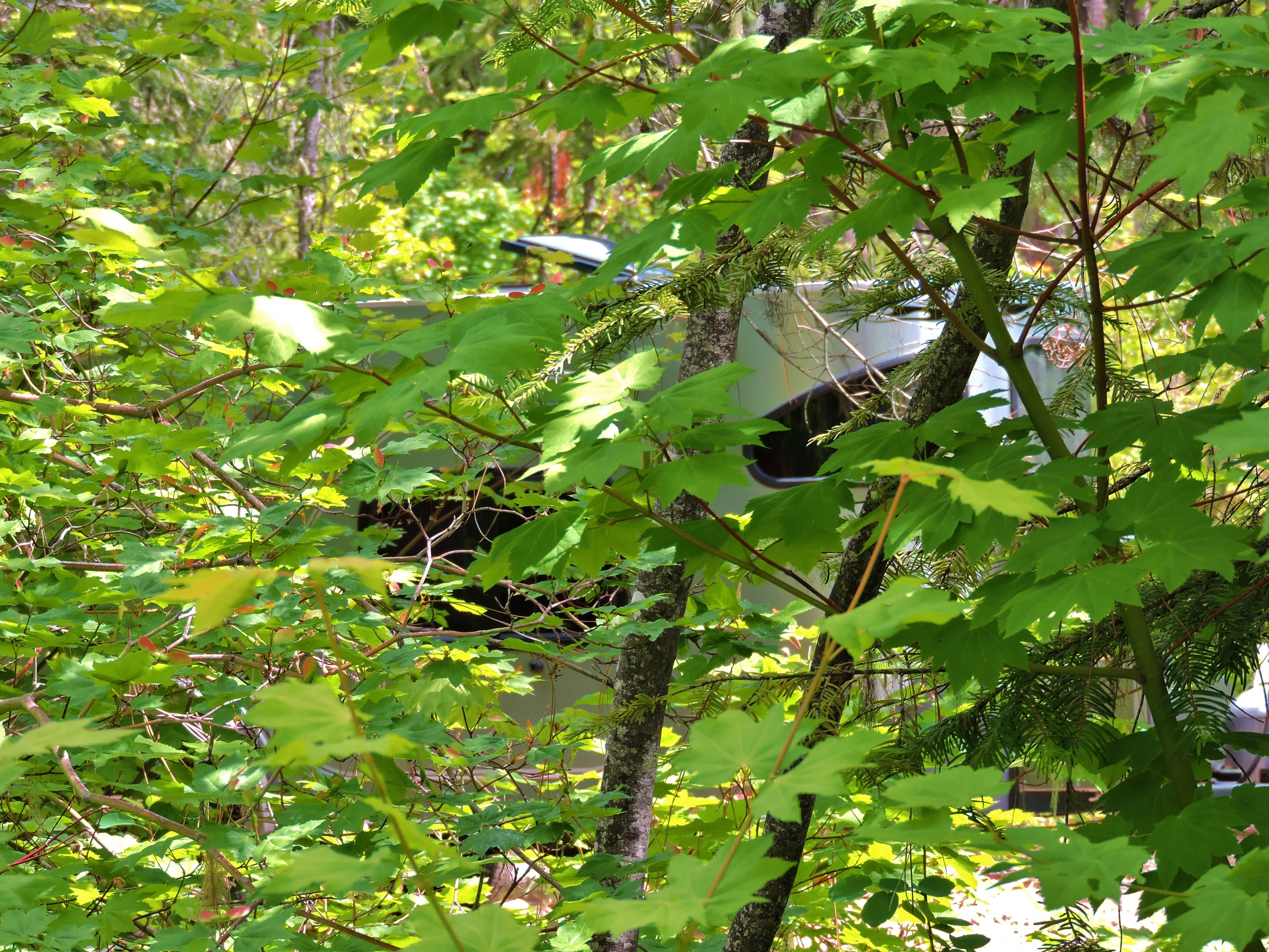 DSCN8734.webp