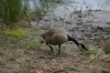IMGP7957.webp