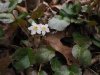 20180316-016a--devil's_fork_std.webp