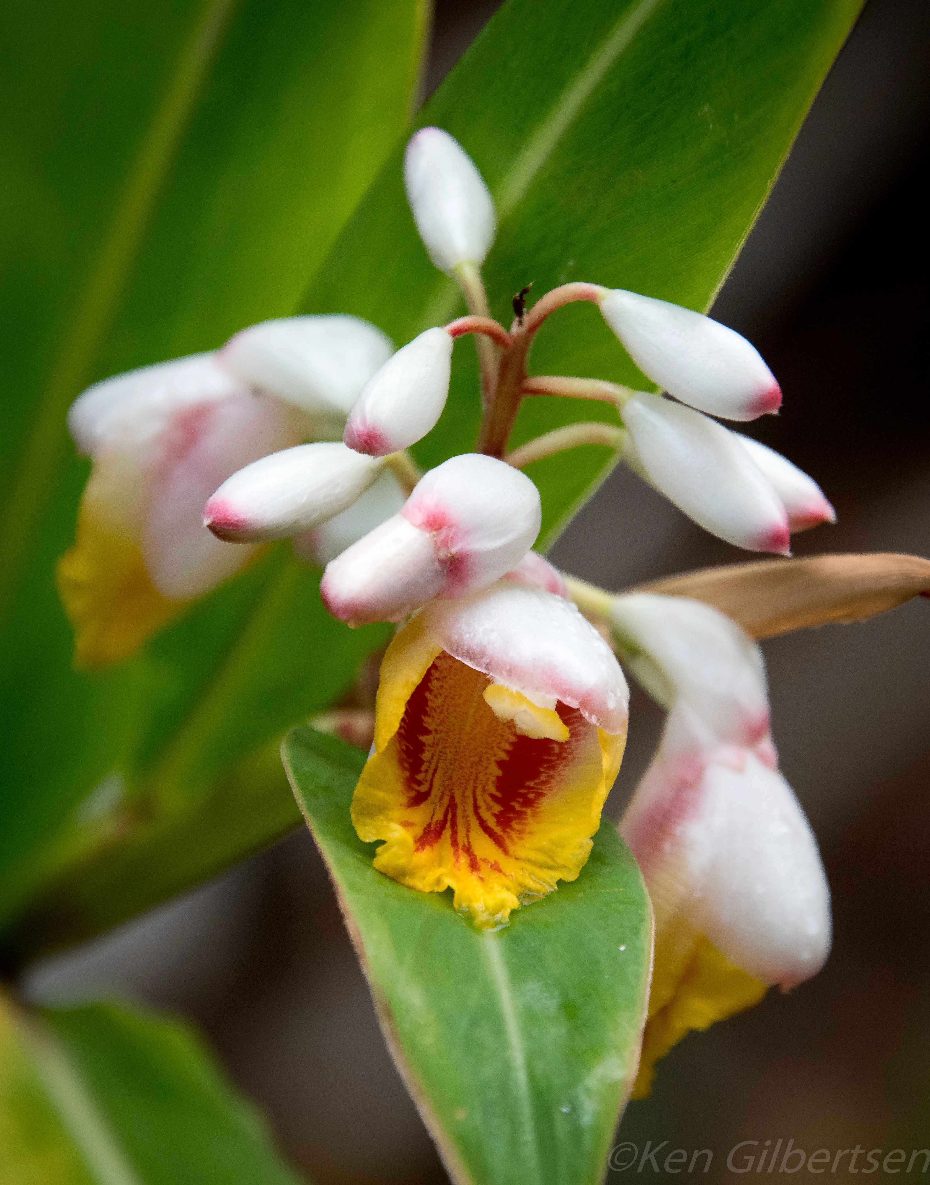 Bamboo Orchid