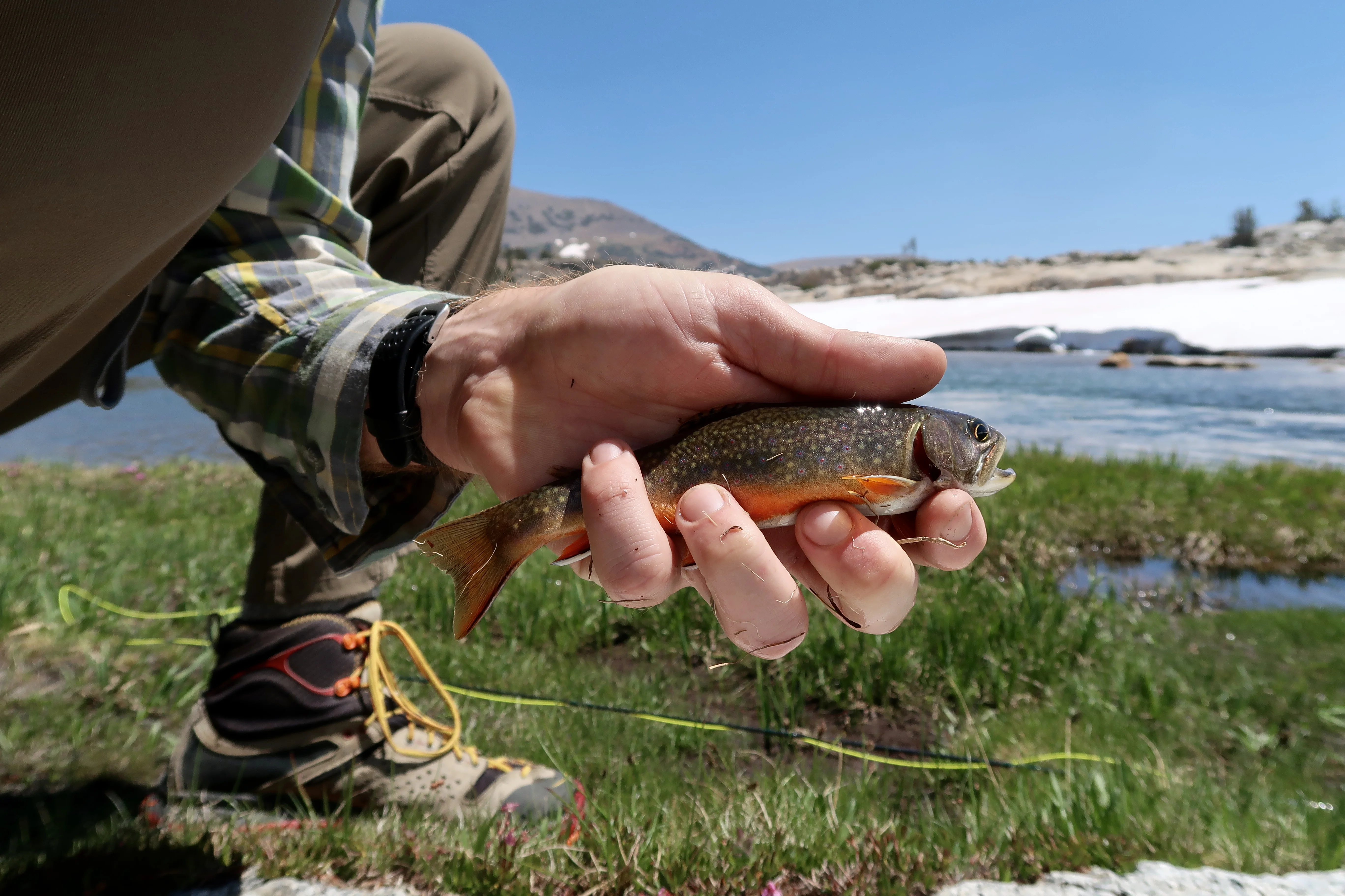 Brook Trout in 10,000' alpine lakes