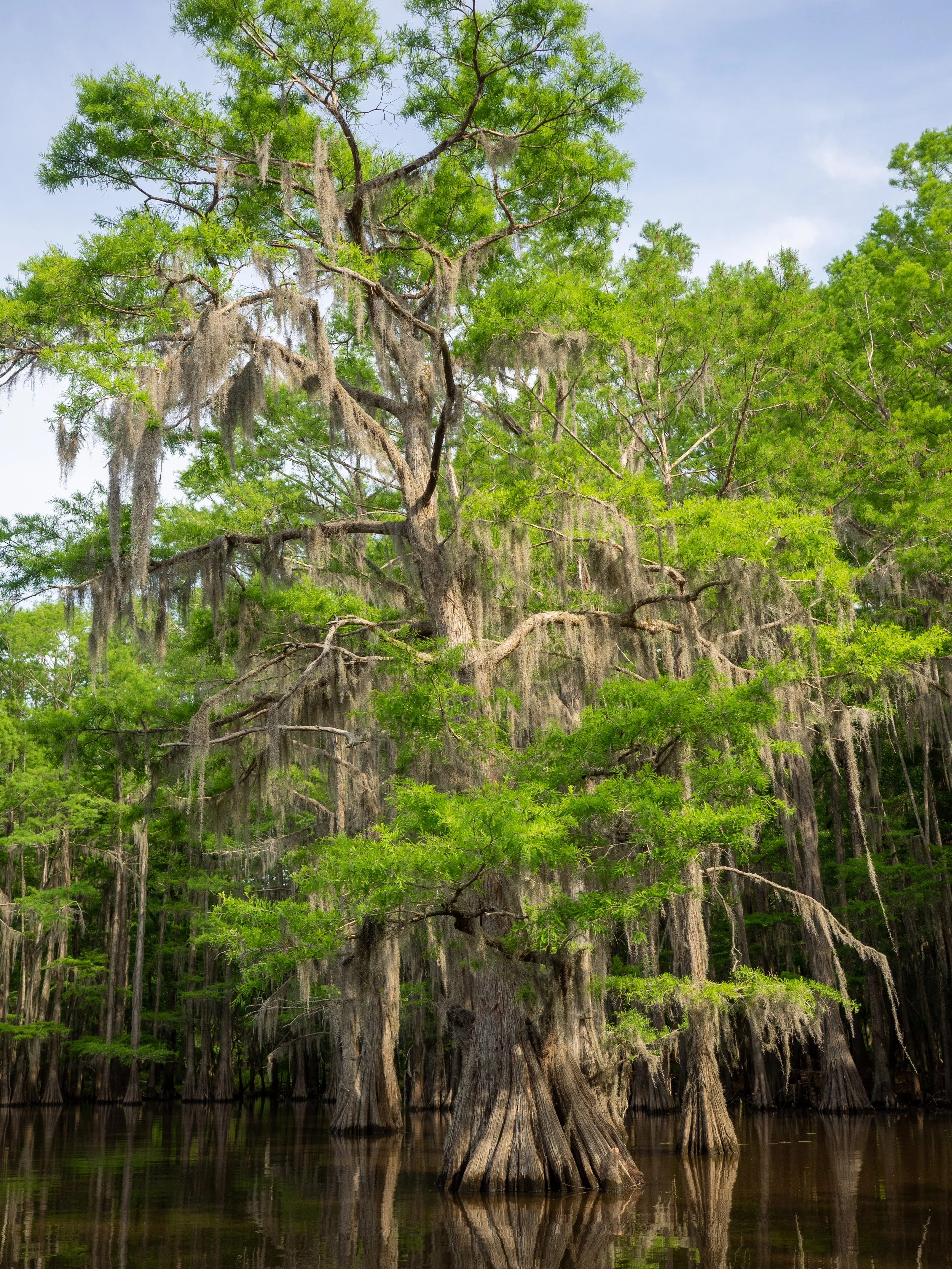 Cypress trees