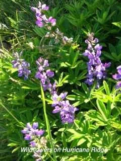 Long Haul - 1376.jpg