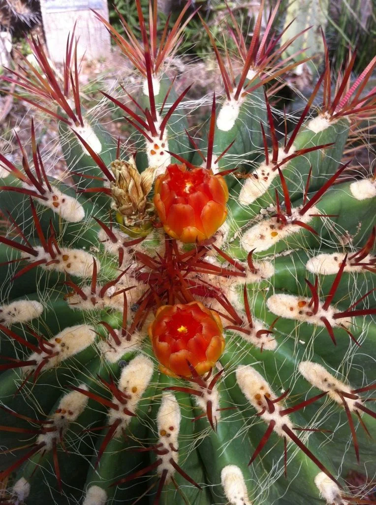 Long Haul - 1834.jpg