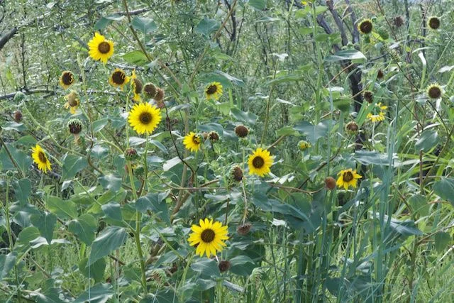 Long Haul - 3622.jpg