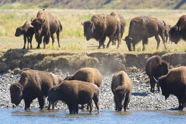 Long Haul - 3631.png