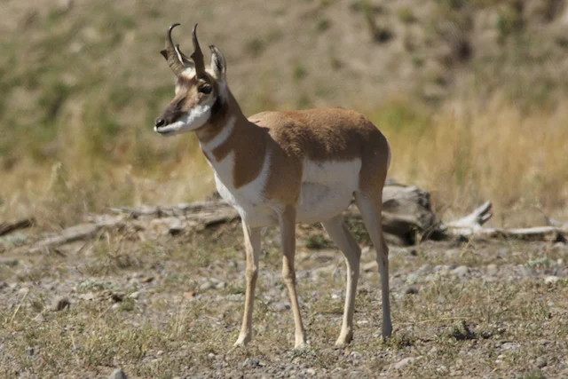 Long Haul - 3632.png