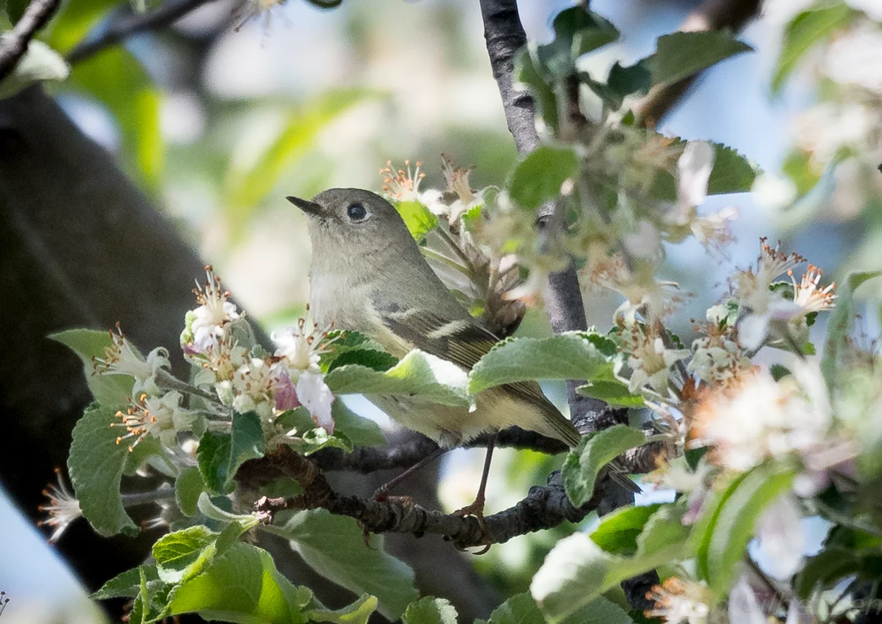 Ruby-crowned Kinglet