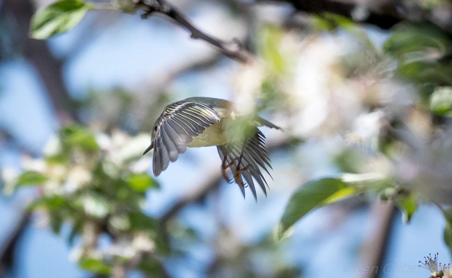 Ruby-crowned Kinglet