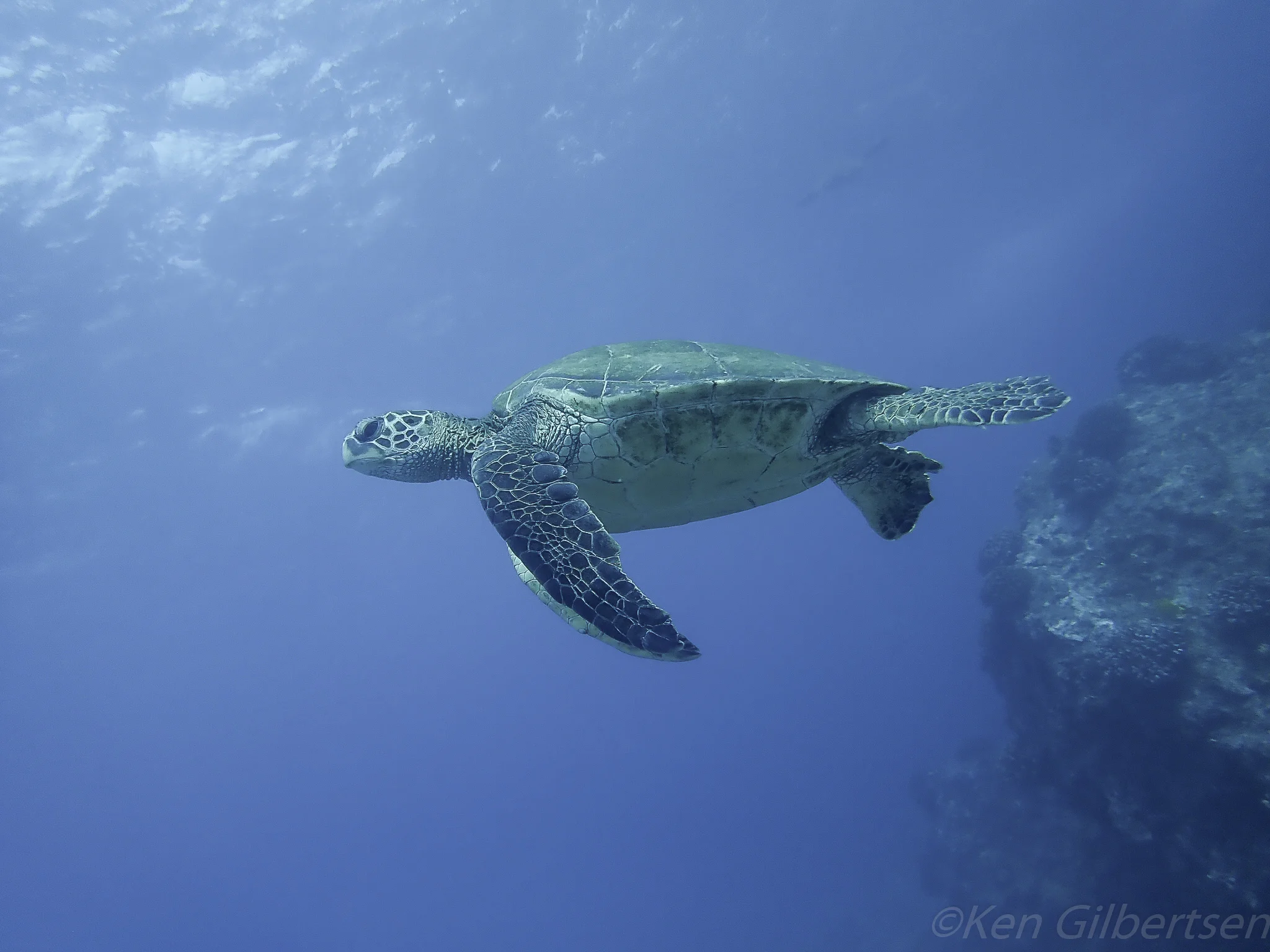 Sea Turtle