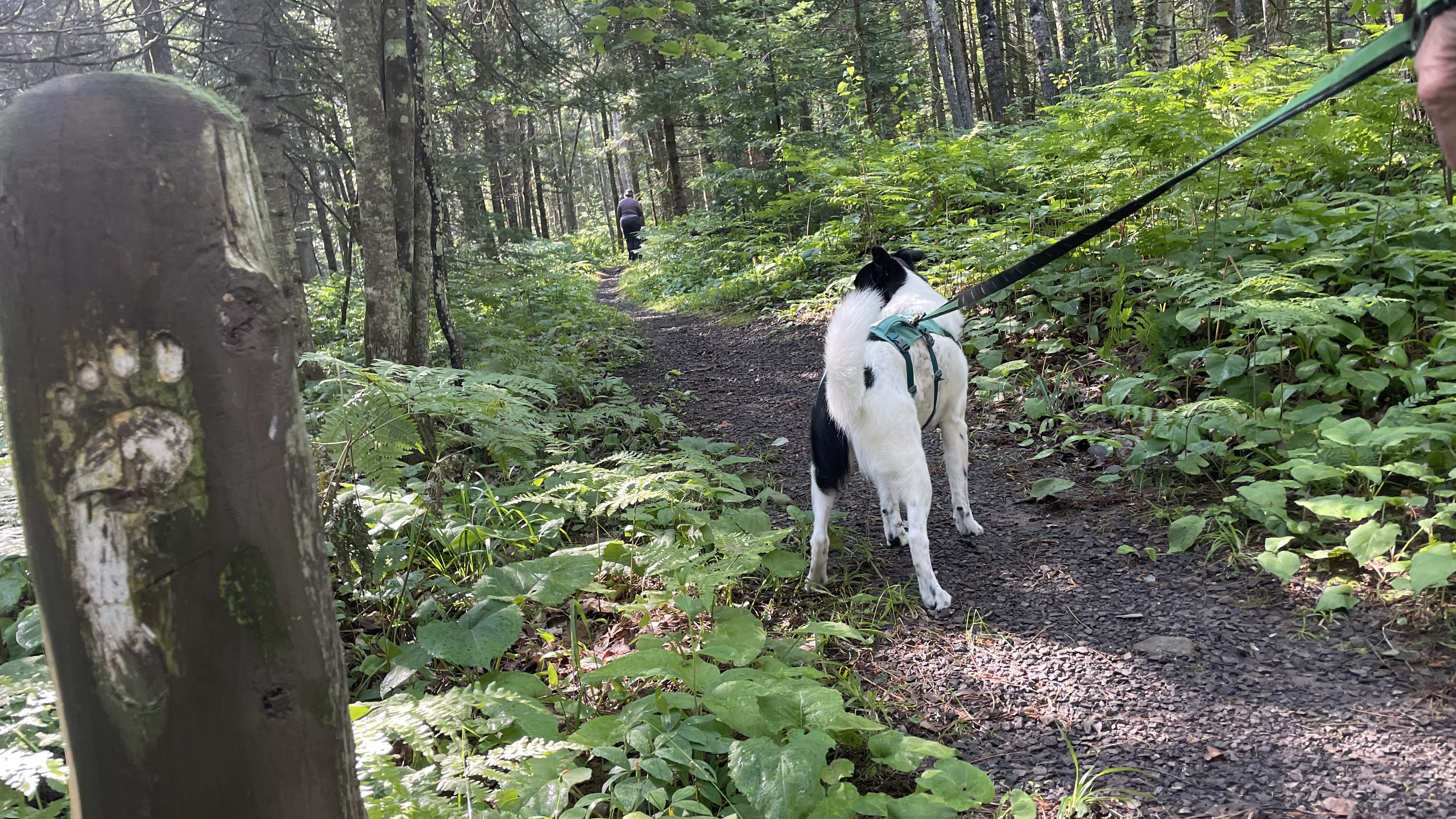 Trail
