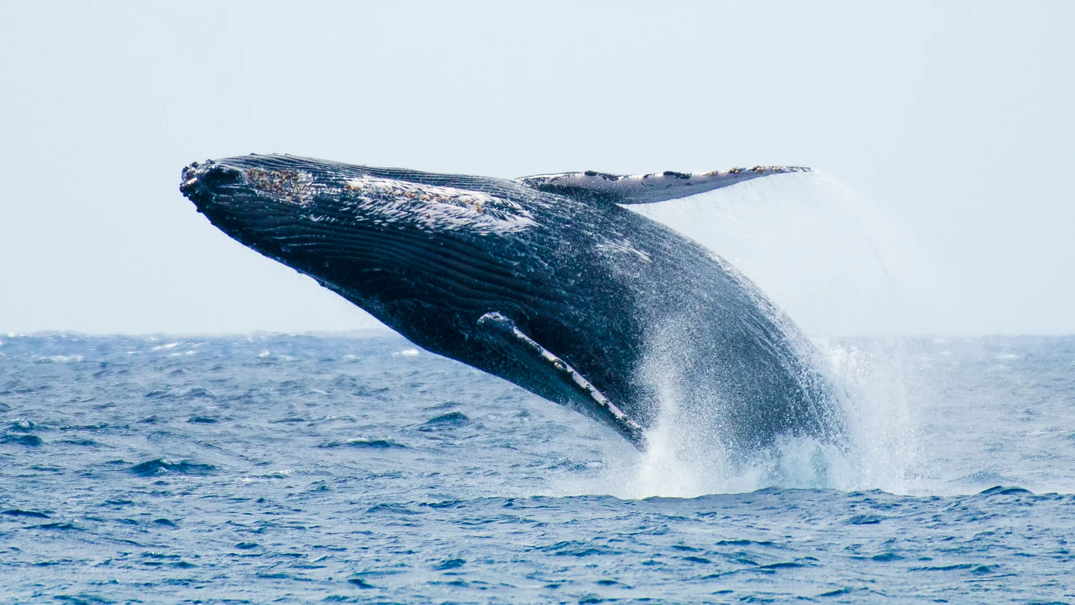 Whale breach