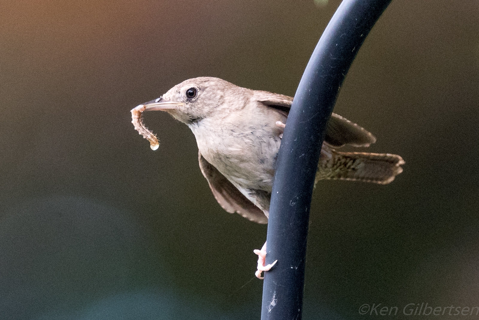 Wren